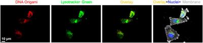 Folate-Functionalized DNA Origami for Targeted Delivery of Doxorubicin to Triple-Negative Breast Cancer